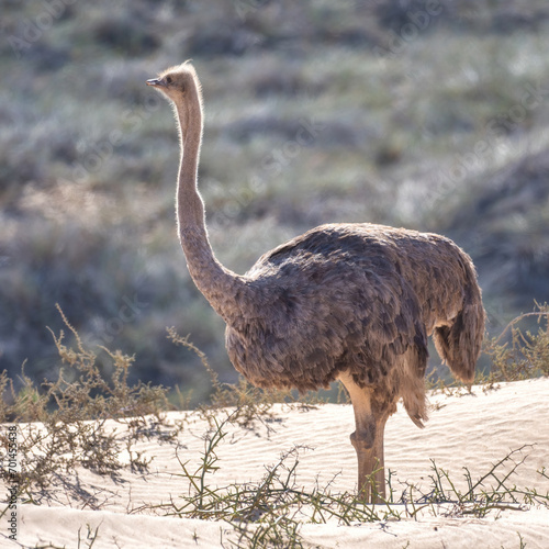 Sandwich Harbour, Namibia - August 22, 2022: A solitary ostrich stands tall on a sandy dune, its long neck stretched high as it surveys the surrounding brush landscape. photo