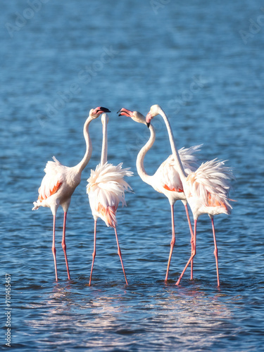 Walvis Bay, Namibia - August 22, 2022: A quartet of greater flamingos engage in a graceful dance, their heads touching delicately as they stand on slender legs in the blue waters