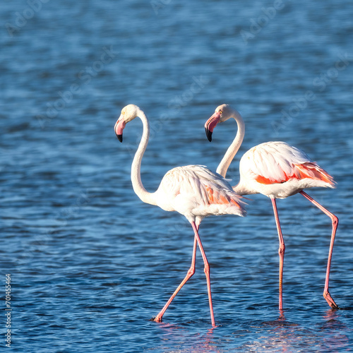 Walvis Bay, Namibia - August 22, 2022: Two elegant greater flamingos wading in calm waters, their pink and white plumage contrasting beautifully against the blue surface