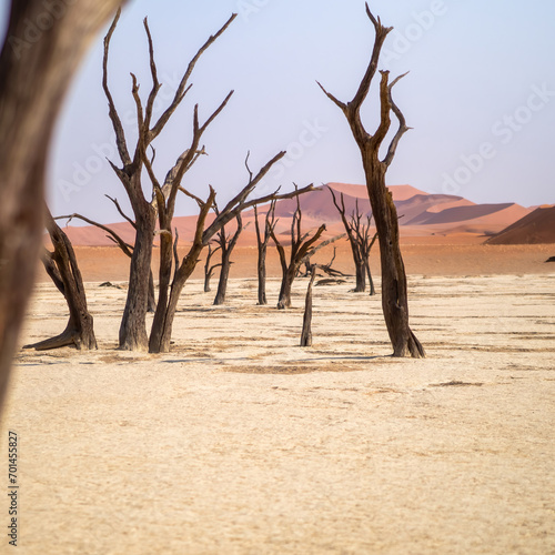 Deadvlei, Namibia - August 24, 2022: A grove of ancient, lifeless trees stands stark against the white clay soil, overshadowed by the colossal red dunes of Big Mamma in the backdrop