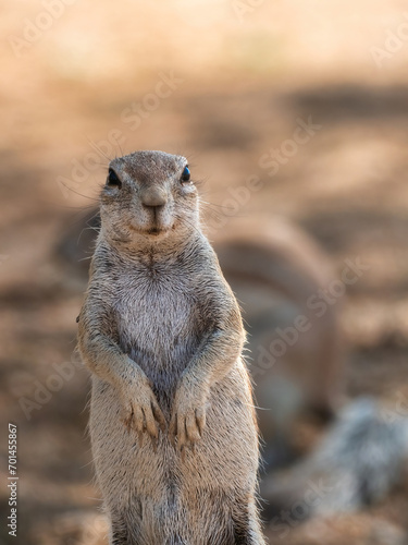 Solitaire, Namibia - August 24, 2022: Close-up of a curious ground squirrel standing on hind legs with a soft-focus background, displaying its vigilant stance and textured fur