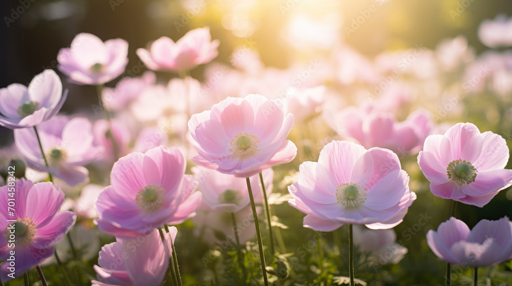 delicate pink anemone flowers closeup outdoors at golden hour delicate pink anemone flowers closeup outdoors at golden hour