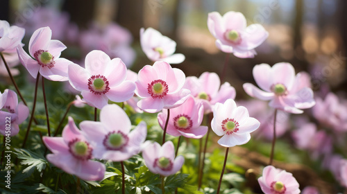 delicate pink anemone flowers close up outdoors in summer or spring © ТаtyanaGG