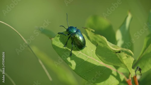 Dogbane Leaf Beetle (Chrysochus auratus) shows off its reflective deep green color in the sunlight, shot with beautiful depth of field photo