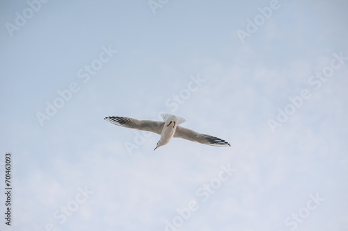 Beautiful white seagull, bird flies in the sky with clouds over the sea, ocean. Animal photography.