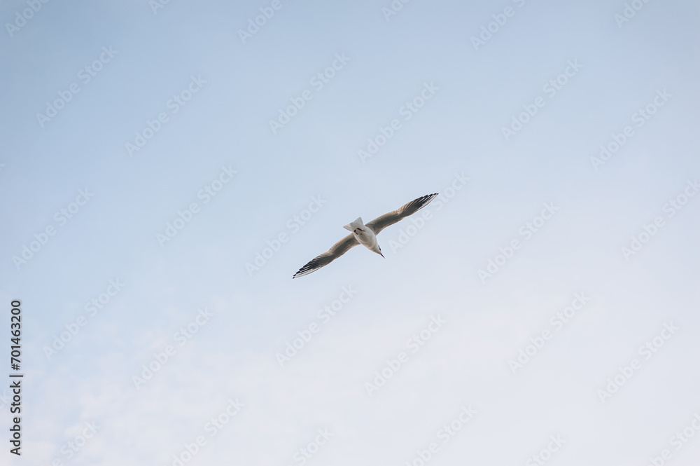 Beautiful white seagull, bird flying high in the sky with clouds over the sea, ocean. Animal photography, landscape.
