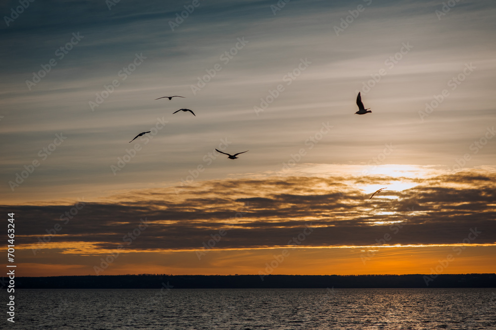 Beautiful seagulls, a small flock of wild birds fly high soaring in the sky with clouds over the sea, ocean at sunset. Photograph of an animal, evening landscape, beauty of nature.