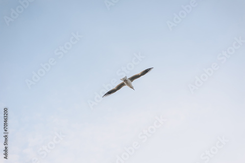 Beautiful white seagull  bird flying high in the sky with clouds over the sea  ocean. Animal photography  landscape.