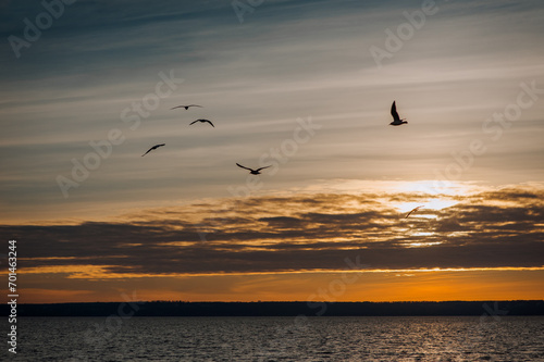 Beautiful seagulls  a small flock of wild birds fly high soaring in the sky with clouds over the sea  ocean at sunset. Photograph of an animal  evening landscape  beauty of nature.