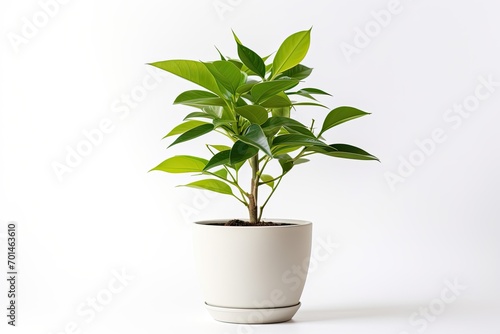 Green ficus in a white pot, nature's charm, fresh foliage, botanical beauty.