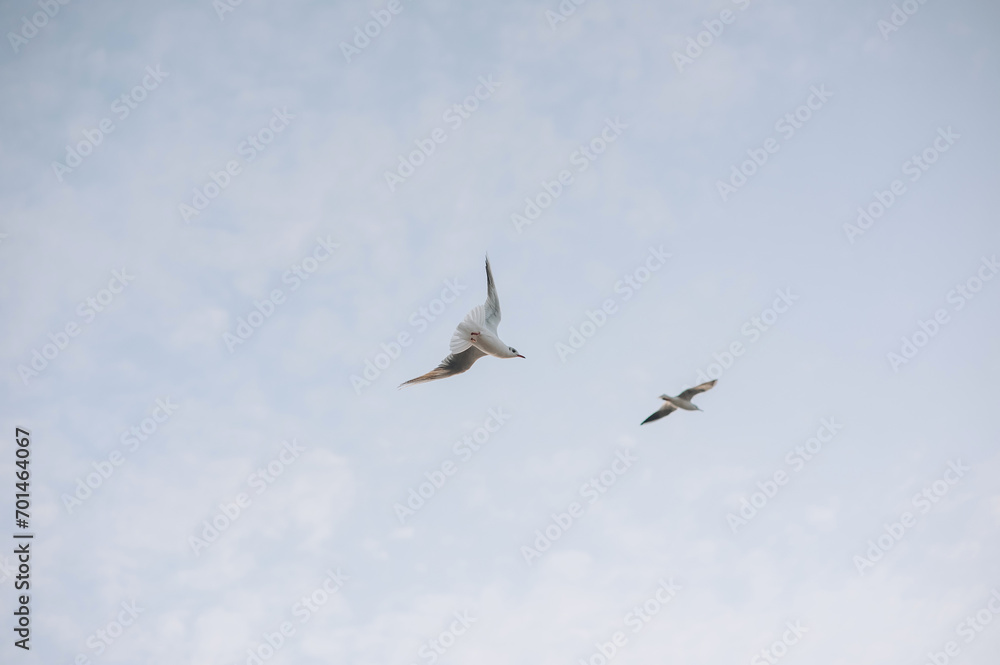 A couple of beautiful white seagulls, a small flock of wild birds are flying high soaring in the blue sky with clouds over the sea, ocean in nature. Animal photography, landscape.