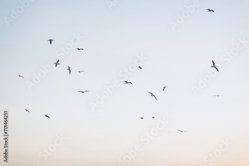 Beautiful white seagulls, a flock of birds fly high soaring in the sky with clouds over the sea, ocean in nature. Animal photography, landscape.