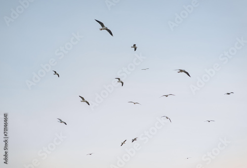 Beautiful white seagulls  a flock of birds fly high soaring in the blue sky with clouds over the sea  ocean in nature. Animal photography  landscape.