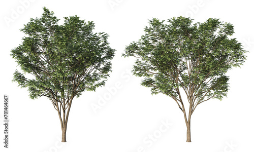 3D rendered isolated plants with neutral ilumination photo
