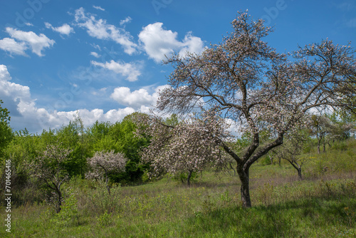 Abandoned blooming apple orchard among the mountains.