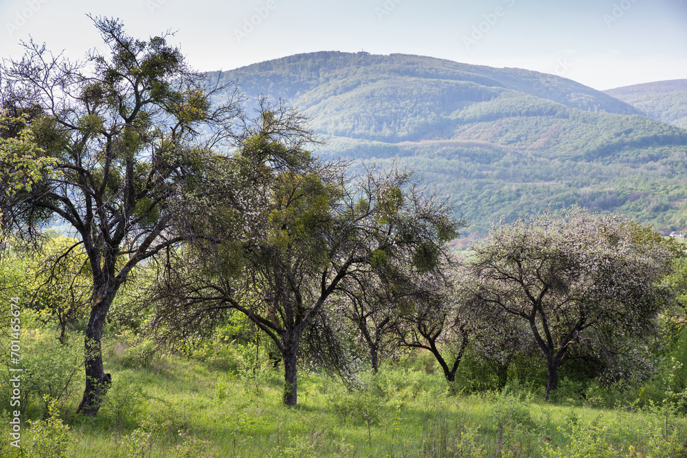 Abandoned blooming apple orchard among the mountains.