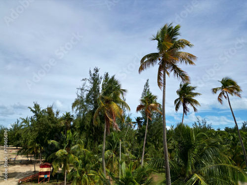 palm trees on a beach (coconut tree on luquillo beach in puerto rico) nature, beach, travel, jungle, tropical vacation photo