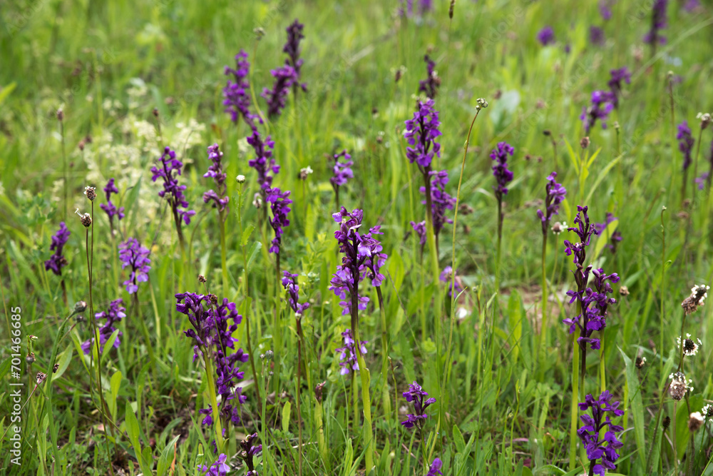 Blooming orchis in the meadow.