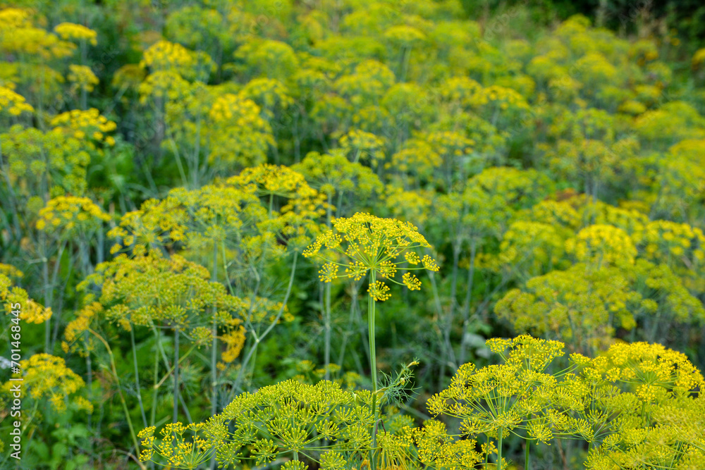 Dill on the beds. Dill inflorescence in the field, growing dill Dill on the beds. Dill inflorescence in the field, growing dill