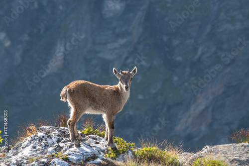 a young Alpine ibex near the camera