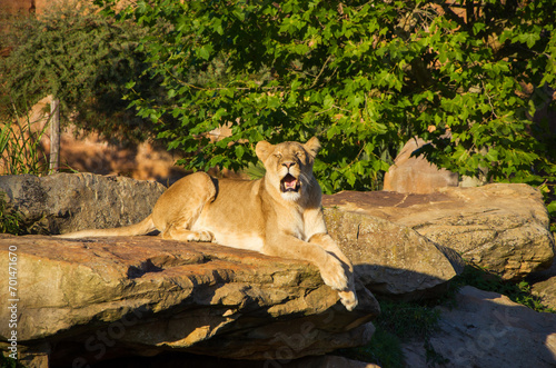 A lion who lives in a zoo lies on the green grass, plays with a lioness and walks