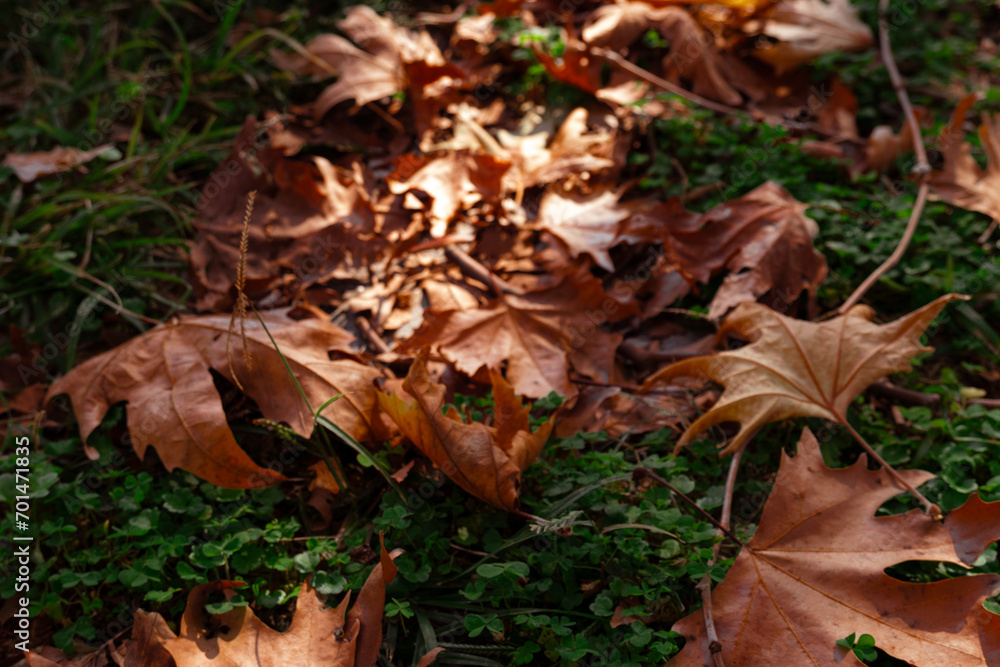 autumn leaves on the ground autumn leaves on the ground