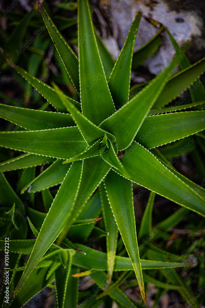 Obraz premium Floral background formed by aloe-vera leaves