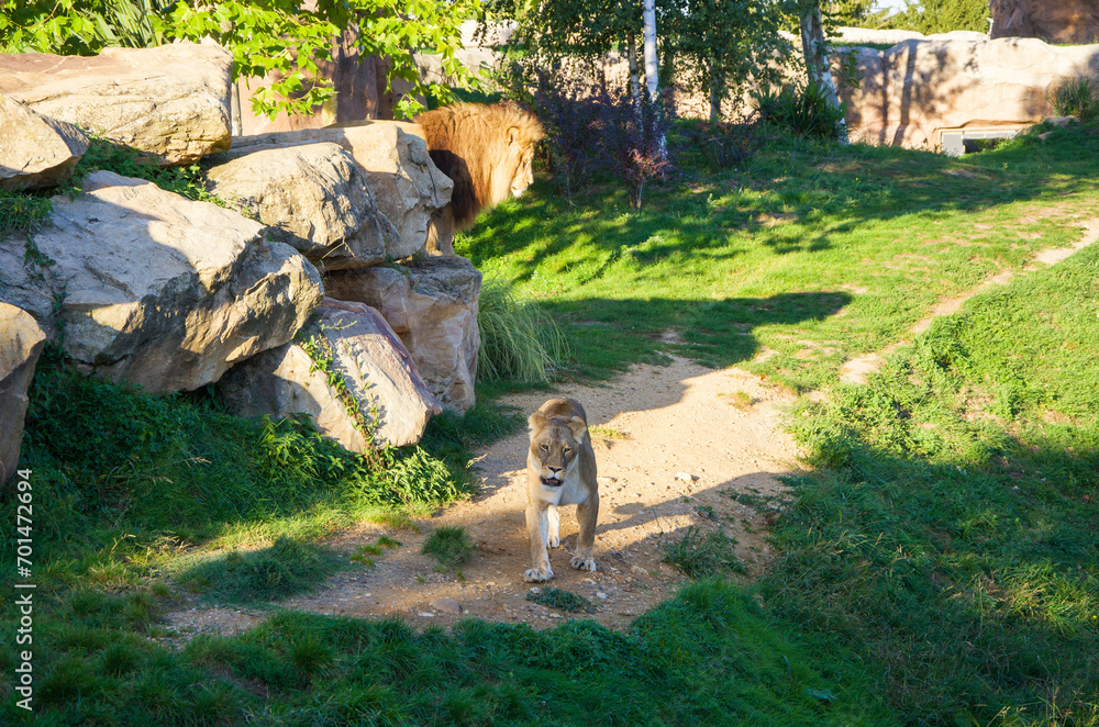 Fototapeta premium A lion who lives in a zoo lies on the green grass, plays with a lioness and walks