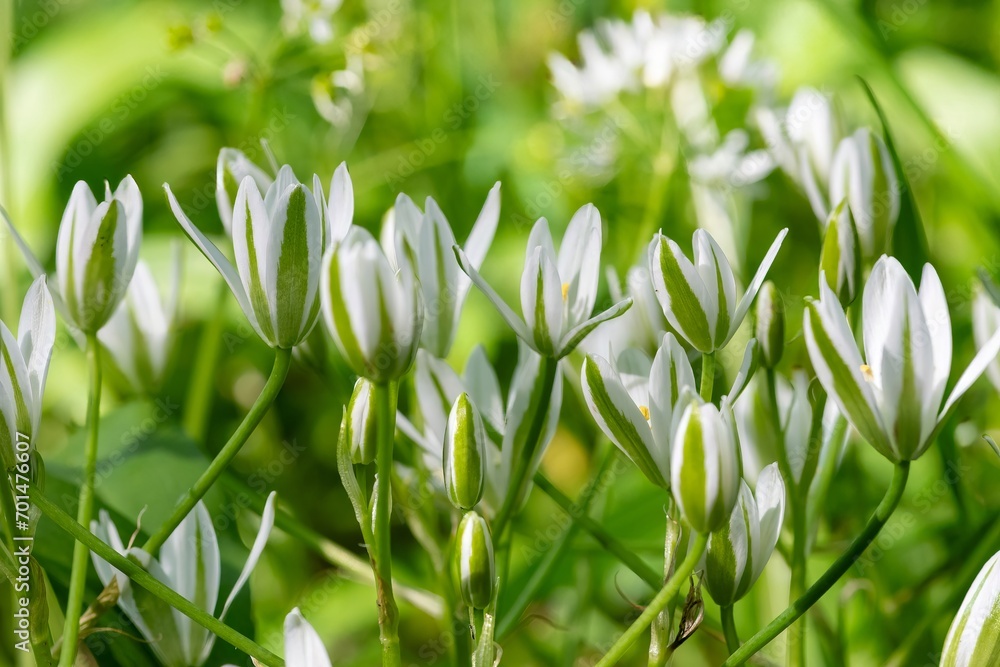 Garden star of bethlehem (ornithogalum umbellatum) flowers in bloom Garden star of bethlehem (ornithogalum umbellatum) flowers in bloom