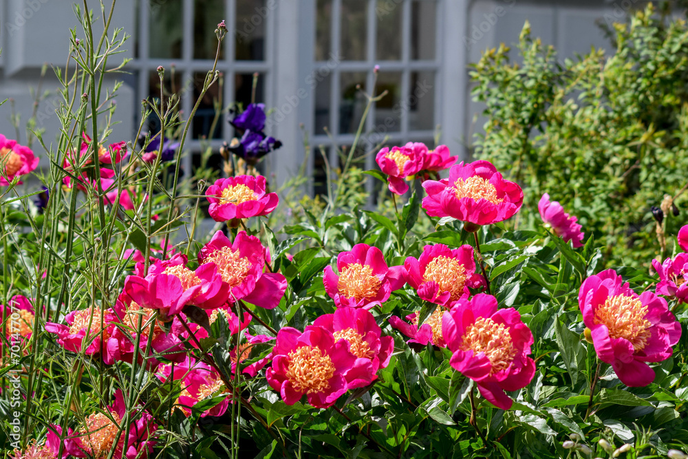 Pink peonies in the garden on a sunny day