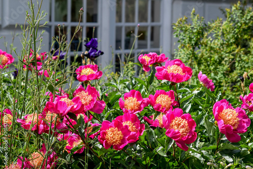 Pink peonies in the garden on a sunny day