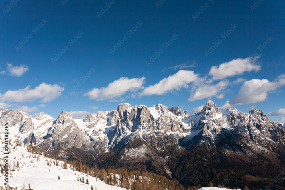 Larches in autumn dress on snow covered ground