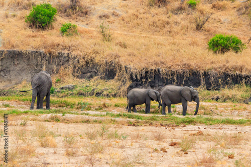 Herd of african elephants in Tarangire National Park, Tanzania © olyasolodenko