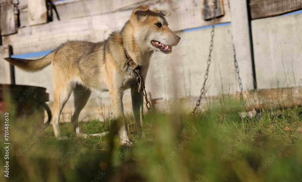 Fototapeta premium dog running in the grass