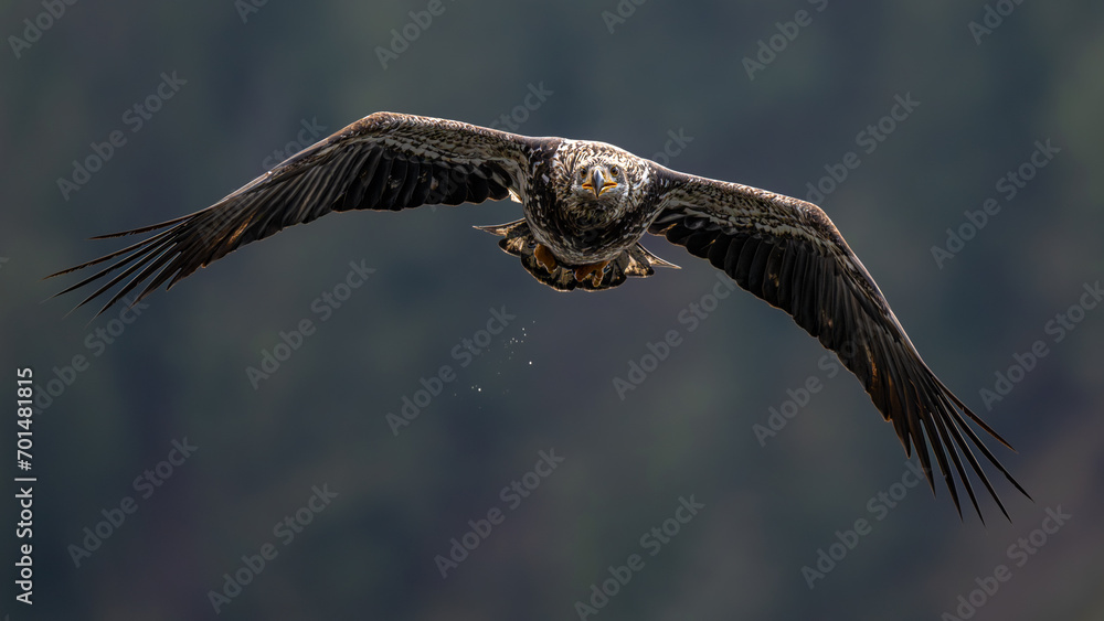 Obraz premium Bald Eagle (Haliaeetus leucocephalus) in Flight