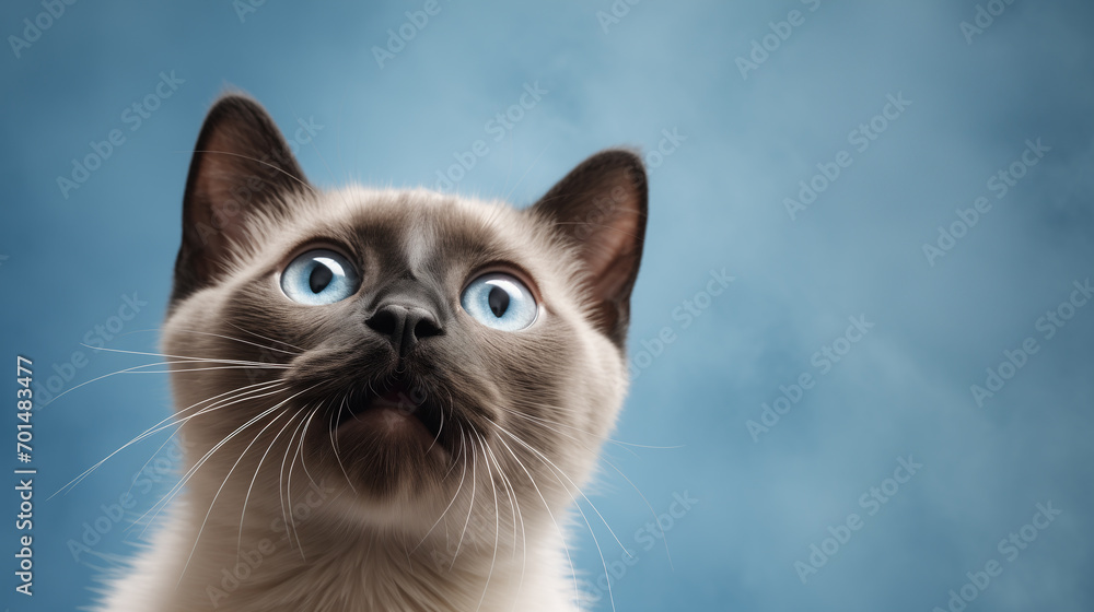 Cute banner with a siamese kitten with blue eyes looking up on solid blue background