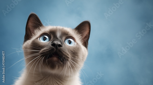 Cute banner with a siamese kitten with blue eyes looking up on solid blue background © Olivia