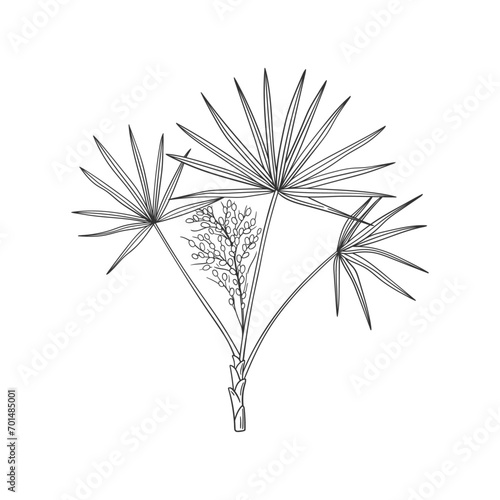 Saw Palmetto or Serenoa repens hand drawn medicinal tree. Black and white botanical vector illustration