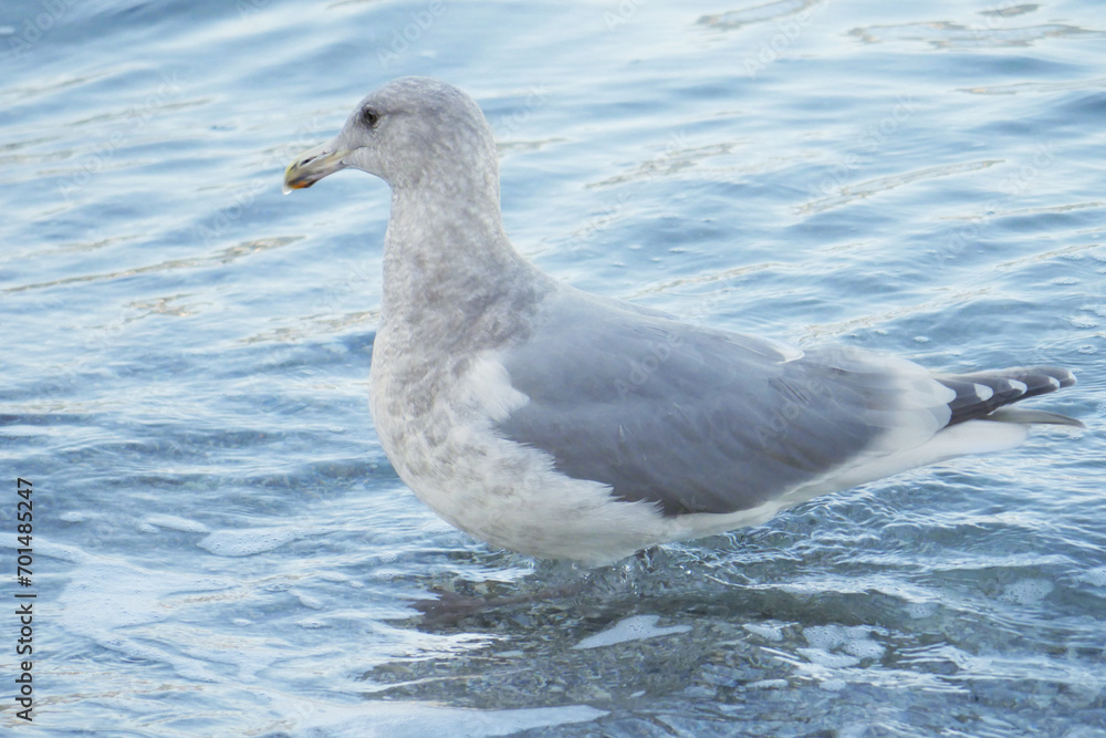 Seagull on a beach near the Lions Gate Bridge at Stanley Park in Vancouver, British Columbia, Canada