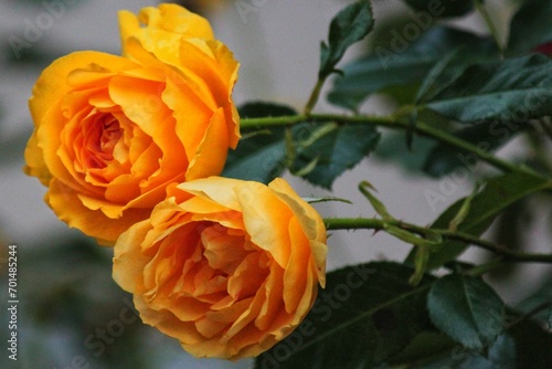 Two orange rose flowers