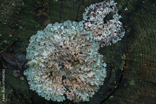 Foliose lichen, Hammered shield lichen, growing on wet, rotting tree trunk photo