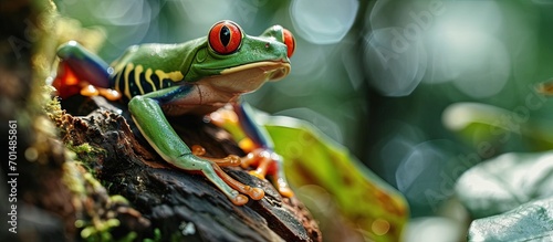 Red eyed frog Agalychnis callidryas sitting on a tree log close up Zoo laboratory terrarium zoology herpetology science education Wildlife of Neotropical rainforests. Creative Banner. Copyspace image photo