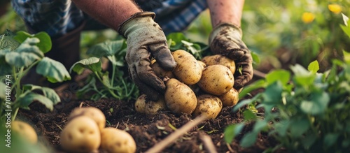 Organic potato harvest in garden Farmer hands in gloves with freshly harvested potato. Creative Banner. Copyspace image photo