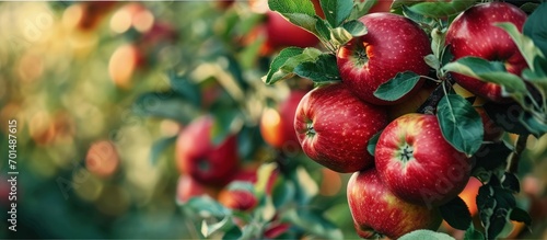 Red apples hanging on the tree and ready for picking. Creative Banner. Copyspace image