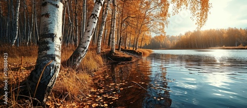 View of the lake in a nice late autumn early spring afternoon Birches grow on the shore The sun paints the trees on the opposite bank a golden color Latvia. Creative Banner. Copyspace image