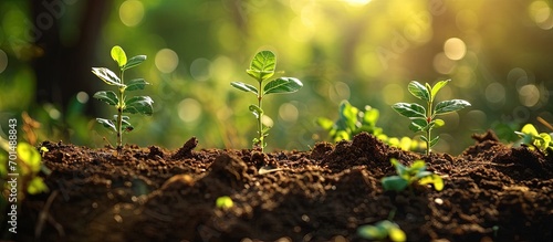Planting trees with to grow in the soil on greenery background Network and connection concept. Creative Banner. Copyspace image photo