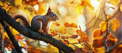 red squirrel on a branch in autumn Sciurus park Tamiasciurus. Creative Banner. Copyspace image photo
