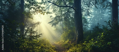 The most beautiful forest with mystical and mysterious views and atmospheric sunrises in the early misty mornings. Creative Banner. Copyspace image