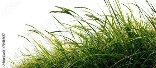 spartina is a taxon of plant of the grass family frequently found in coastal salt marshes. Creative Banner. Copyspace image photo