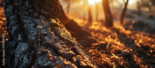 Sunlight Through the Trees of a Burnt Forest Controlled Burn. Creative Banner. Copyspace image photo